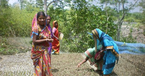 Mangrove nursery in the Sundarbans