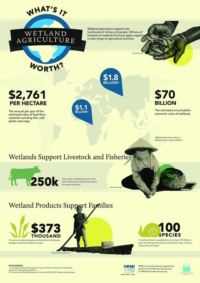 Infographic by IWMI